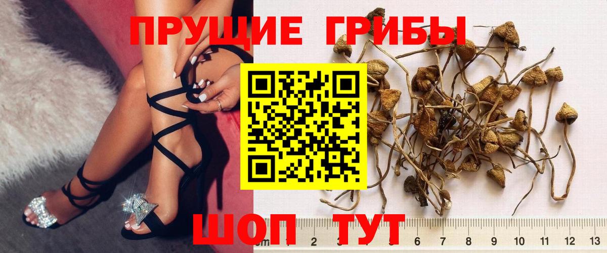 Псилоцибиновые грибы прущие грибы  Вход с VPN  Осинники 